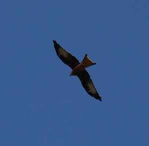 Red Kite, Rutland