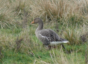 Winged Greylag Goose, EBR